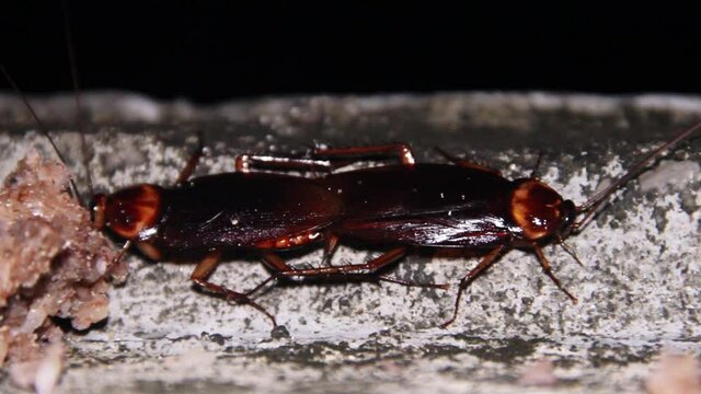 Huge tropical cockroaches at night mating, Possibly an invasive species from Periplaneta genus. The time of swarming and copulation. Insect breeding season in nature. South of Sri lanka
