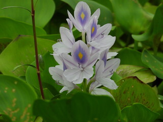 Obraz premium pink lotus flower