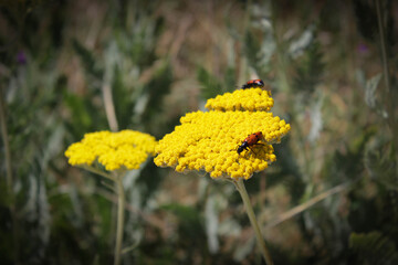 yellow flowers on a green background