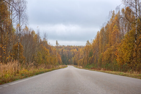 road in autumn forest,landscape, day