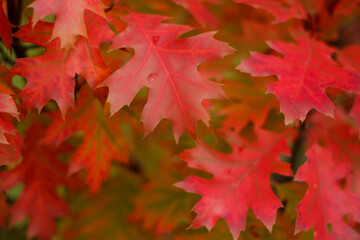 Naklejka na ściany i meble oak red leaves background
