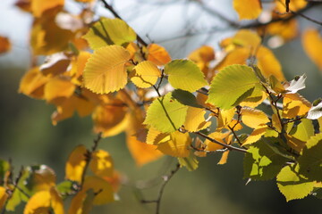 Fototapeta na wymiar yellow autumn leaves