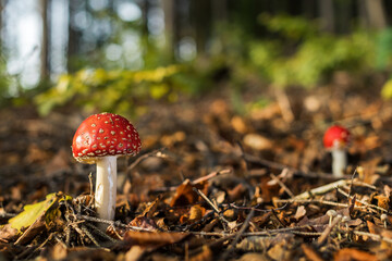 Fly Agaric mushroom - Amanita muscaria, beautiful red poisonous mushroom from European forests, Zlin, Czech Republic.