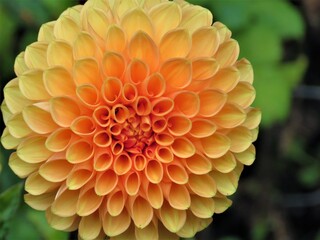 orange dahlia flower