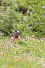 Naklejka na ściany i meble A view of alpine marmot during spring