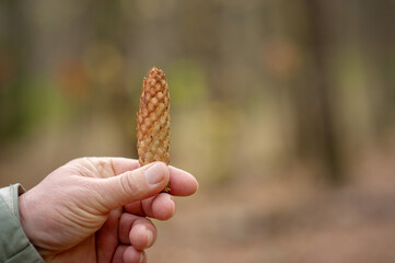 pine cone from the forest in hand on a neutral background