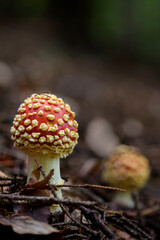 Fly Agaric mushroom - Amanita muscaria, beautiful red poisonous mushroom from European forests, Zlin, Czech Republic.
