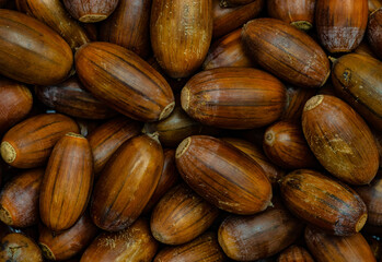 Obraz premium Eicheln