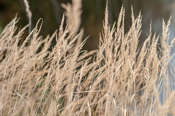 Fototapeta premium beige grass natural background 