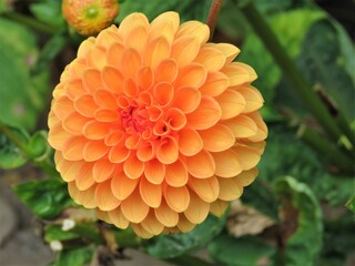orange flower in the garden