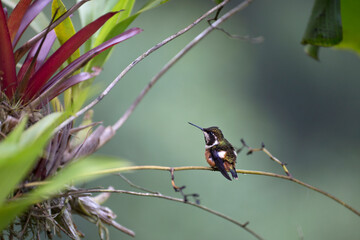 Neotropical hummingbirds with iridiscent color plumage