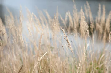 natürlicher hintergrund des beige grases © Юлия Васильева
