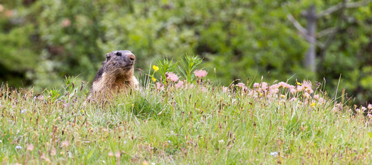 A view of alpine marmot during spring