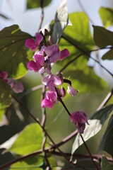 pink flowers of a tree