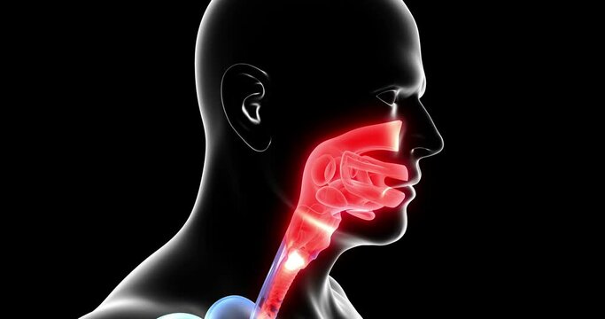Stylized animation of a virus infection through the human respiratory system.