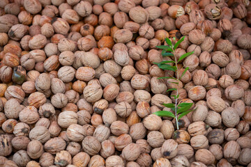 Top view natural walnut background