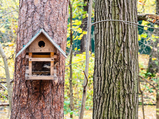 nuthatch bird in old handmade wooden feeder on pine tree trunk in city park on autumn day