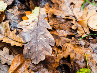 fallen oak leaf with raindrops close up at meadow in forest on rainy autumn day (focus on foreground of upper leaf)