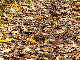 surface of footpath covered by wet fallen leaves in forest on rainy autumn day