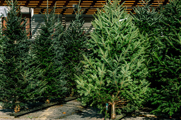 Various evergreen pine and fur trees on display for sale in Christmas tree lot during December...