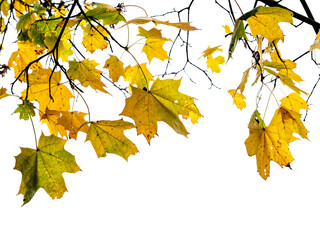 Fototapeta na wymiar natural branch of maple tree with wet yellow and green leaves cut out on white background