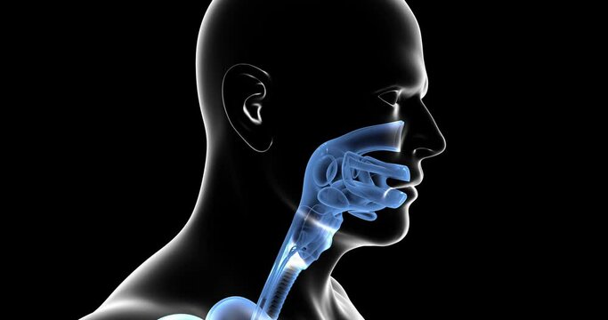 Human respiratory system. Lungs highlighted blue color