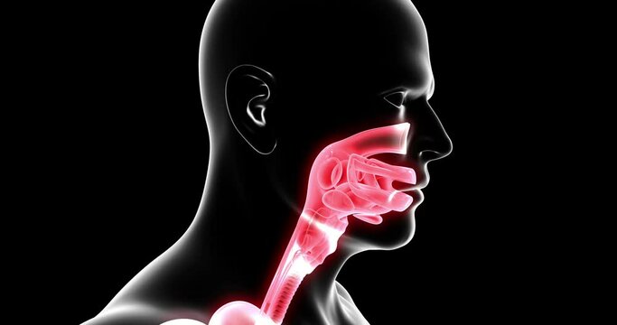 Human respiratory system highlighted red color