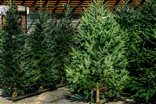 Various evergreen pine and fur trees on display for sale in Christmas tree lot during December Holiday season