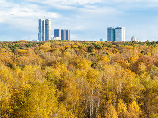Obraz premium view of yellow forest and high-rise houses on horizon on sunny autumn day