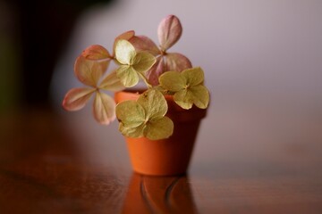 Autumn hydrangeas - Withered hydrangea flowers	
