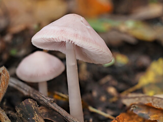 Close up of a small delicate white bonnet mushroom