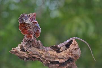 A frilled dragon (Chlamydosaurus kingii) is developing its neck to frighten other approaching...