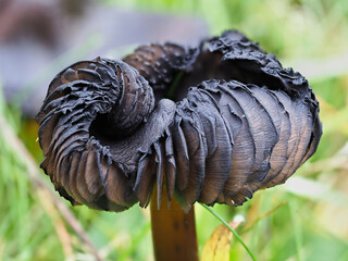 exposed gills of a mushroom turning black with age