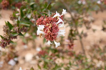 FLORECER