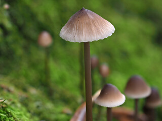 Close up of a pale brown bonnet mushroom set against a green mossy background