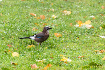 Eurasian jay in a green grass with autumn leaves