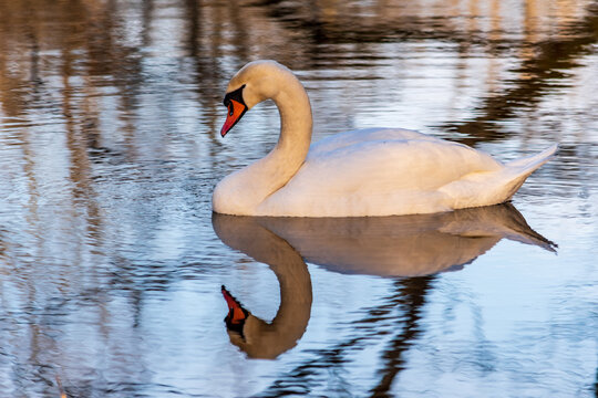 White Swan Similar To The Number 3