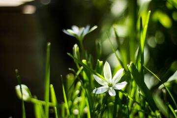 grass and flowers