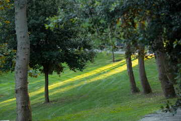 Fototapeta premium Front view rowed trees and lawns background
