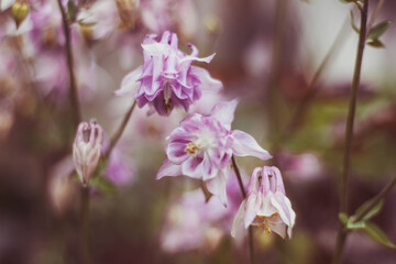 pink and white flowers