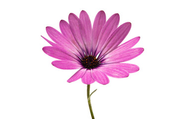 Osteospermum Daisy