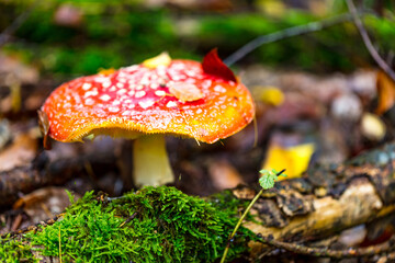 Fliegenpilz