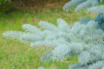 Fluffy blue christmas tree close-up.