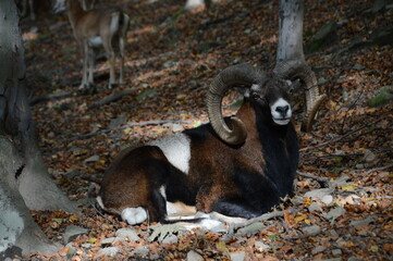 Naklejka premium Mouflon