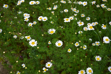 Anthemis arvensis