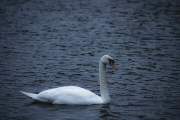 Picture of swan taken in UK park