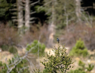 Small cute black color bird at the top of a tree.