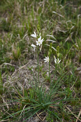 Anthericum liliago 