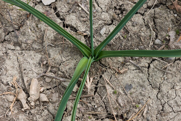 Anthericum liliago 