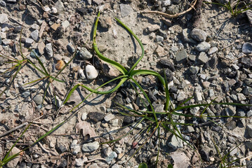 Anthericum liliago 